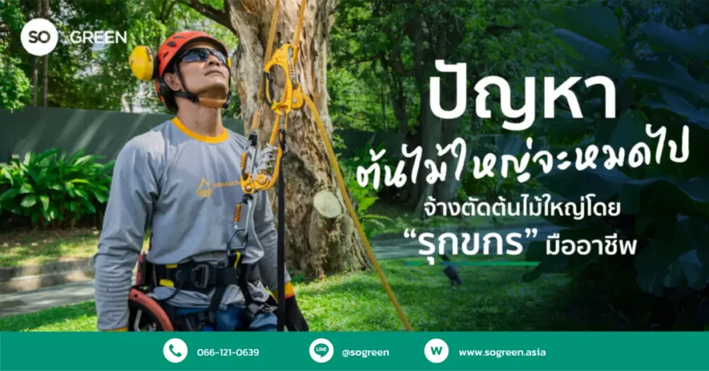 รุกขกร