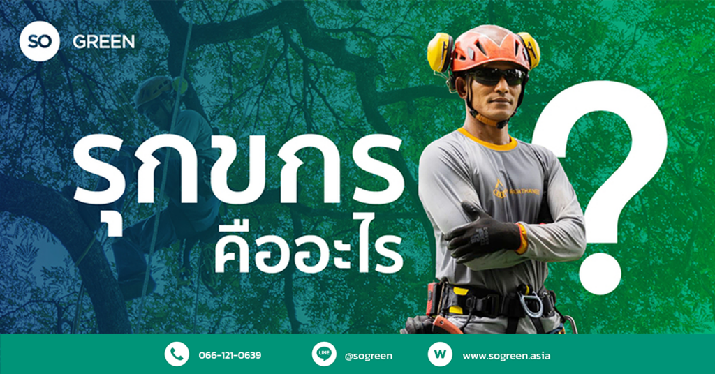 รุกขกร