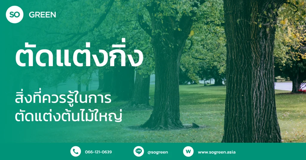 ตัดแต่งต้นไม้