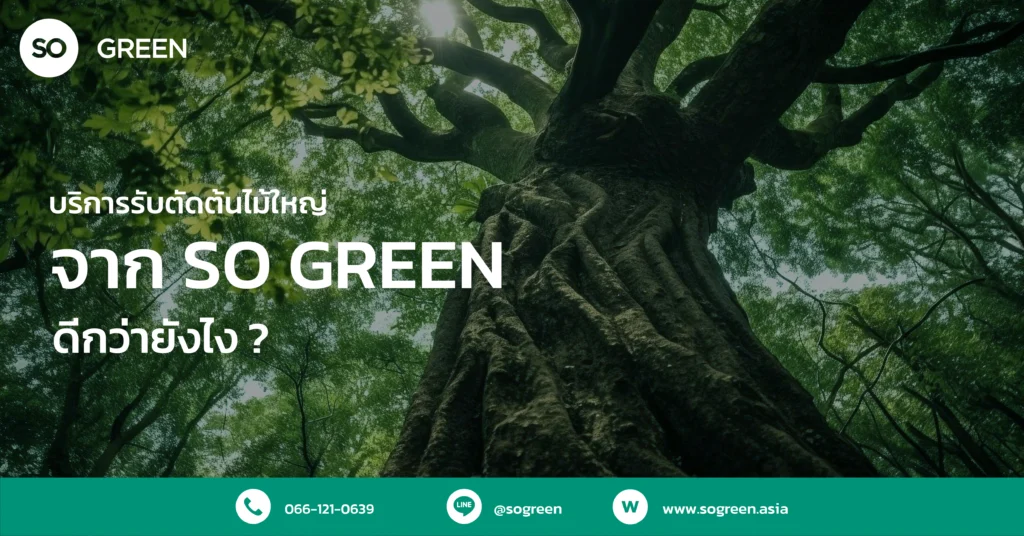 บริการตัดต้นไม้ใหญ่